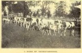 ReformSchool Herefords 1912.jpg